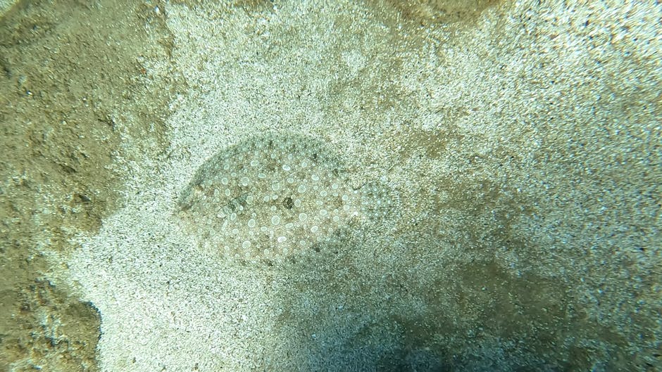 A close-up underwater image depicting a circular, spiny sea creature, likely a sea urchin, nestled against a sandy seabed. The creature's surface is dotted with numerous small, white tubercles and spi