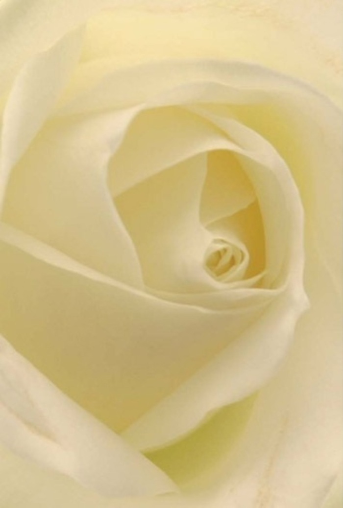From the vantage of a dedicated local florist in Bellingham, this close study of a classic white rose reveals an intimate balancing act of tranquility and complexity. The bloom's petals, washed in creamy white and soft gold, cradle each other in a spiral arrangement akin to the gentle rhythm of life near Bellingham Recreation Ground. Subtle gradients of colour glide expertly from the innermost folds out to the nearly see-through outer petals, with each layer reflecting both light and shade as if illuminated from within by the diffused morning glow. The image conveys a sense of sophisticated calm, as though the rose itself has absorbed the peaceful atmosphere of Bellingham's communities. Expert craftsmanship is evident in every curve-the arrangement is perfectly suited for a heartfelt apology, romantic celebration, or as an elegant centrepiece at a local gathering, its understated elegance accentuated by a whisper-soft fragrance that suggests freshness and renewal. In this bouquet, the artistry lies in the nuanced shades, seamless transitions, and sculptural perfection, together embodying the spirit and heartfelt sincerity that Bellingham florists bring to every special moment and milestone.